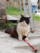 Persian cat